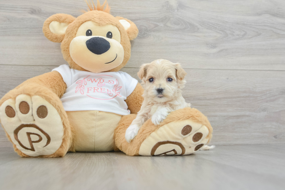 Smart Maltipoo Poodle Mix Pup