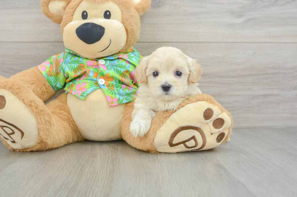 6 week old Maltipoo Puppy For Sale - Windy City Pups
