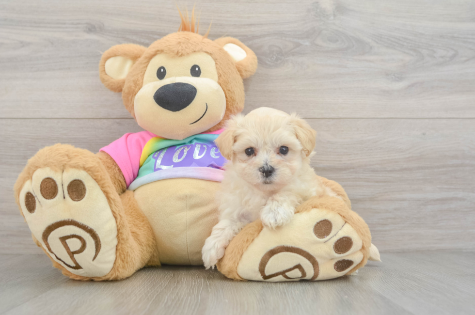 5 week old Maltipoo Puppy For Sale - Windy City Pups