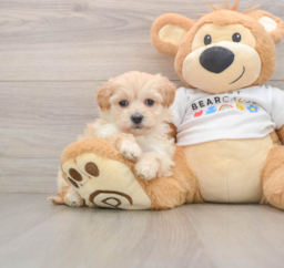 7 week old Maltipoo Puppy For Sale - Windy City Pups