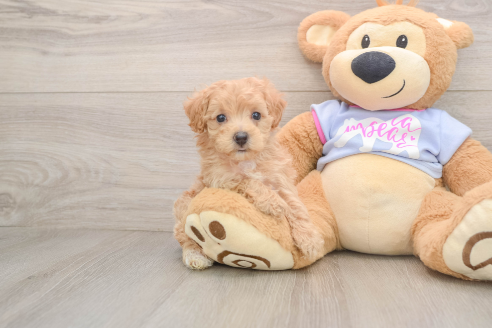 Maltipoo Puppy for Adoption