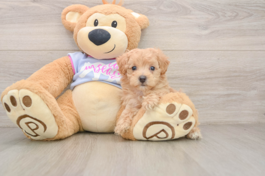 CARLA, a Maltipoo littermate
