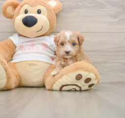 7 week old Maltipoo Puppy For Sale - Windy City Pups