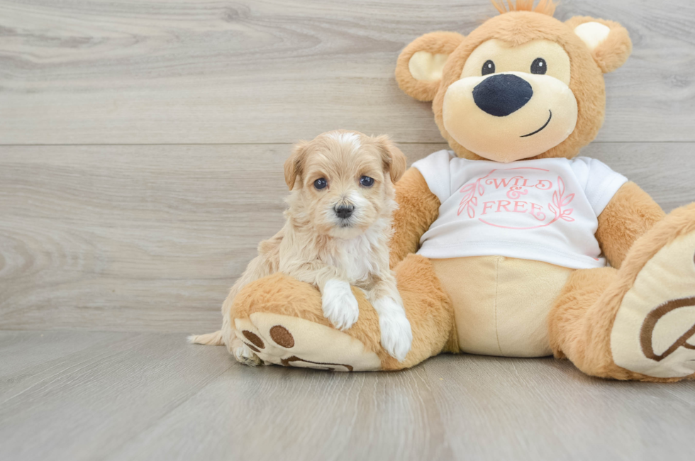 5 week old Maltipoo Puppy For Sale - Windy City Pups