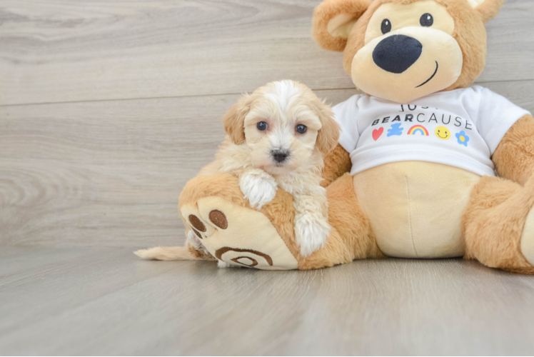 Happy Maltipoo Baby