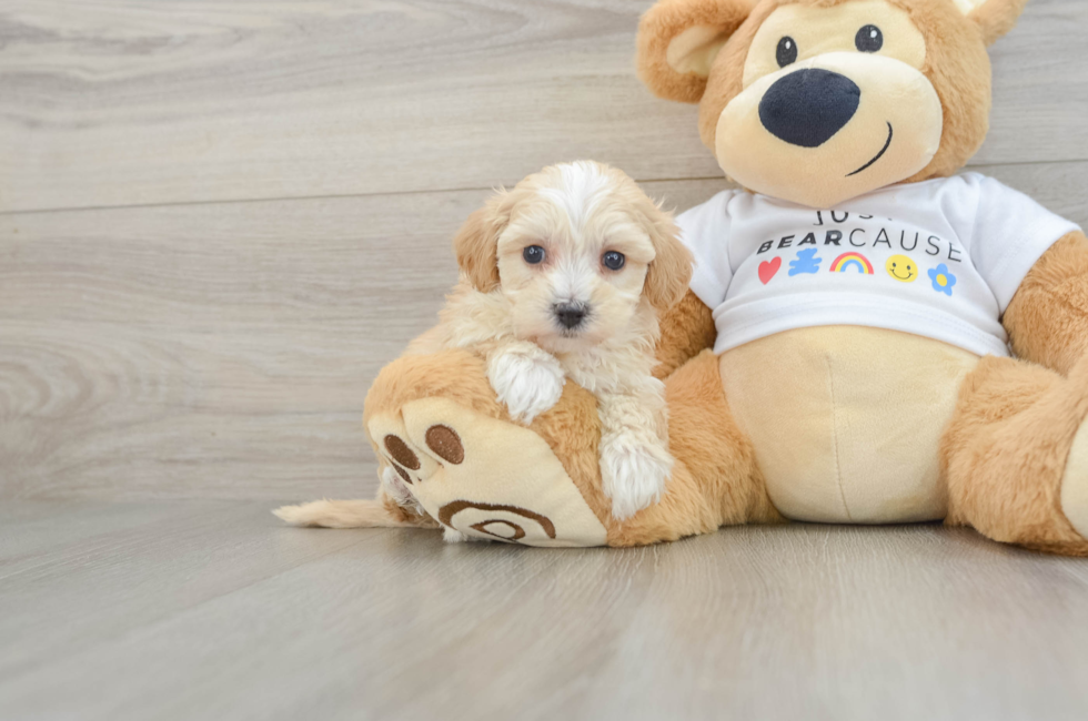 7 week old Maltipoo Puppy For Sale - Windy City Pups