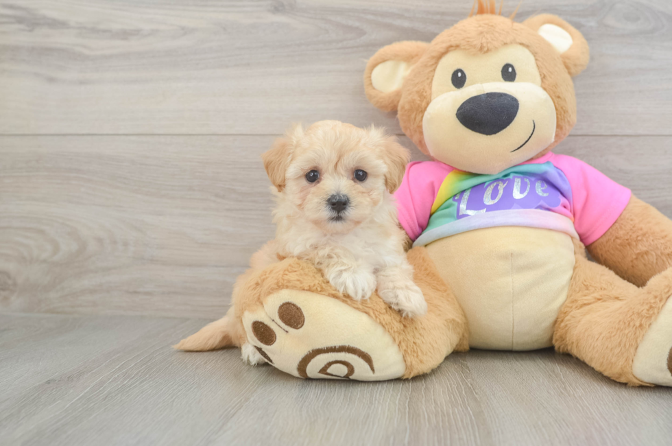 5 week old Maltipoo Puppy For Sale - Windy City Pups