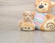 6 week old Maltipoo Puppy For Sale - Windy City Pups