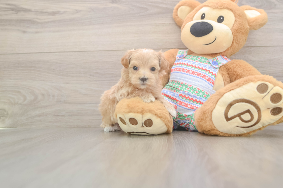 Maltipoo Puppy for Adoption