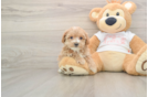 Best Maltipoo Baby