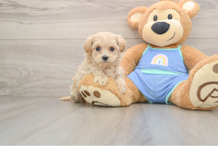 Best Maltipoo Baby