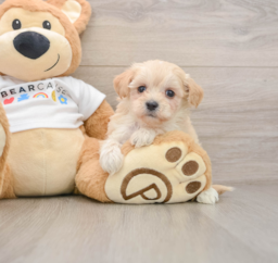 7 week old Maltipoo Puppy For Sale - Windy City Pups