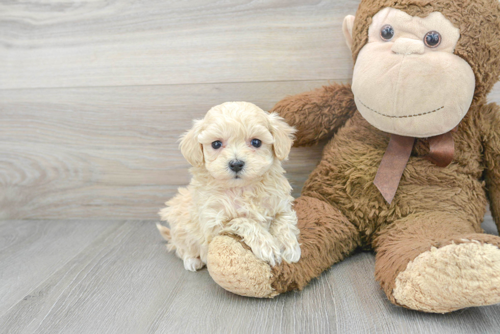 Maltipoo Puppy for Adoption