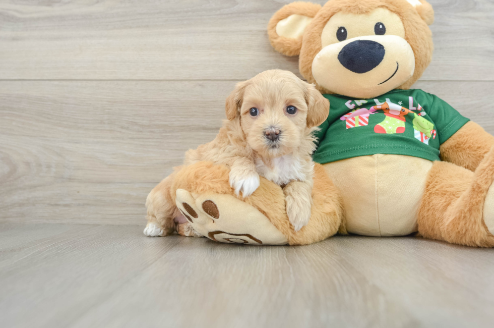 5 week old Maltipoo Puppy For Sale - Windy City Pups