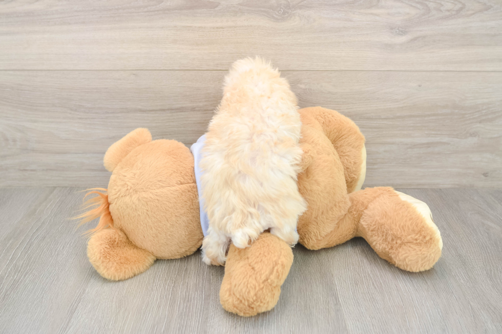 Energetic Multipoo Poodle Mix Puppy