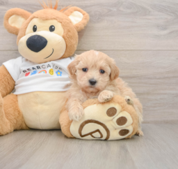 7 week old Maltipoo Puppy For Sale - Windy City Pups