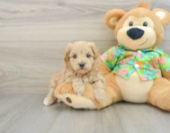 8 week old Maltipoo Puppy For Sale - Windy City Pups