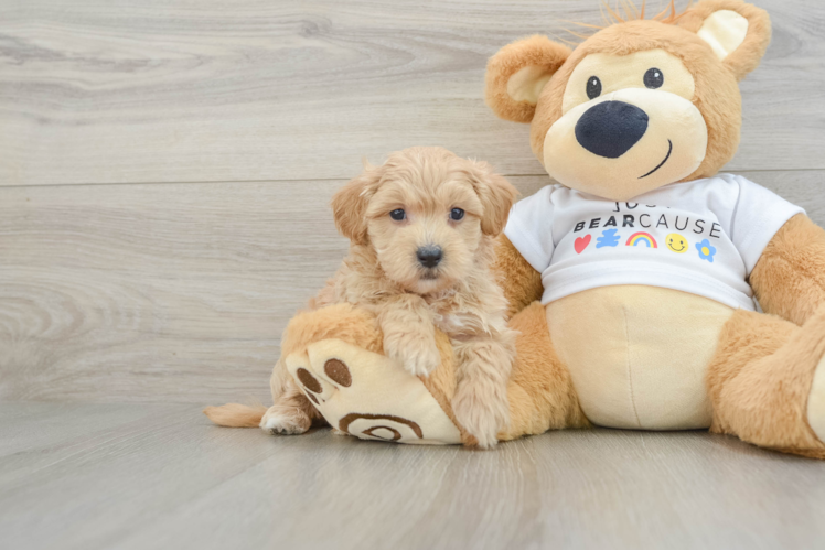 Best Maltipoo Baby