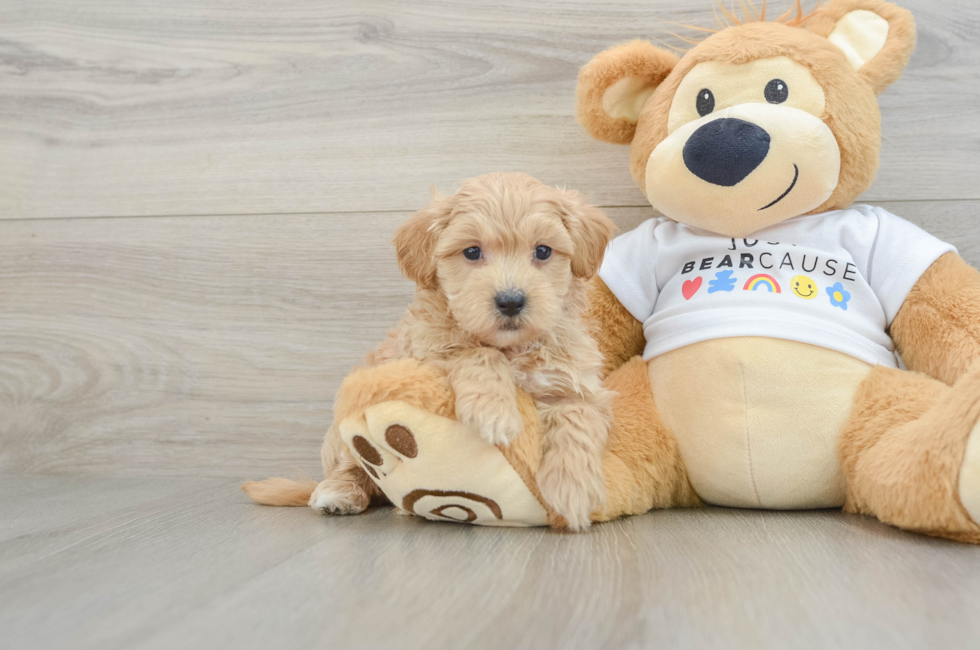 7 week old Maltipoo Puppy For Sale - Windy City Pups