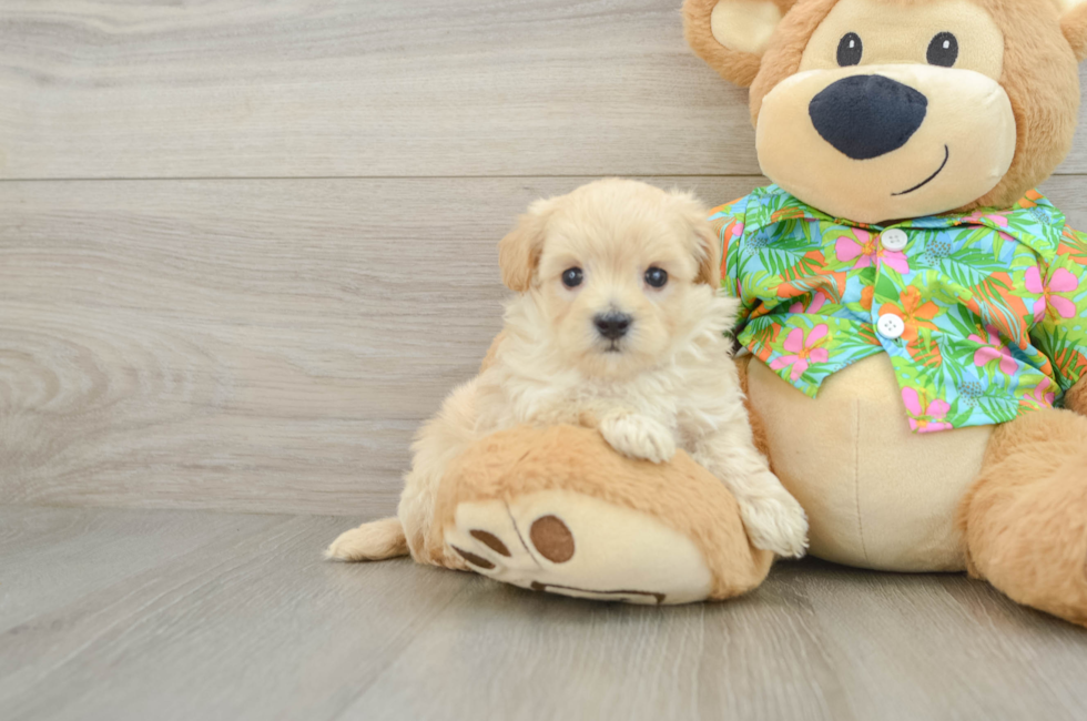 6 week old Maltipoo Puppy For Sale - Windy City Pups