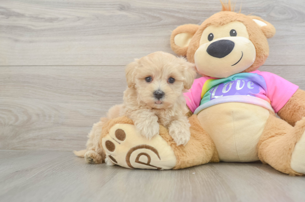 5 week old Maltipoo Puppy For Sale - Windy City Pups