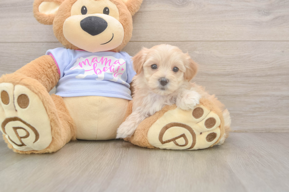 5 week old Maltipoo Puppy For Sale - Windy City Pups