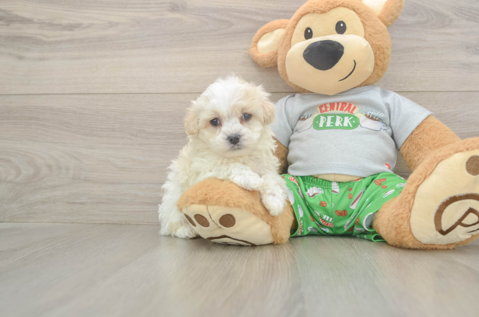 5 week old Maltipoo Puppy For Sale - Windy City Pups