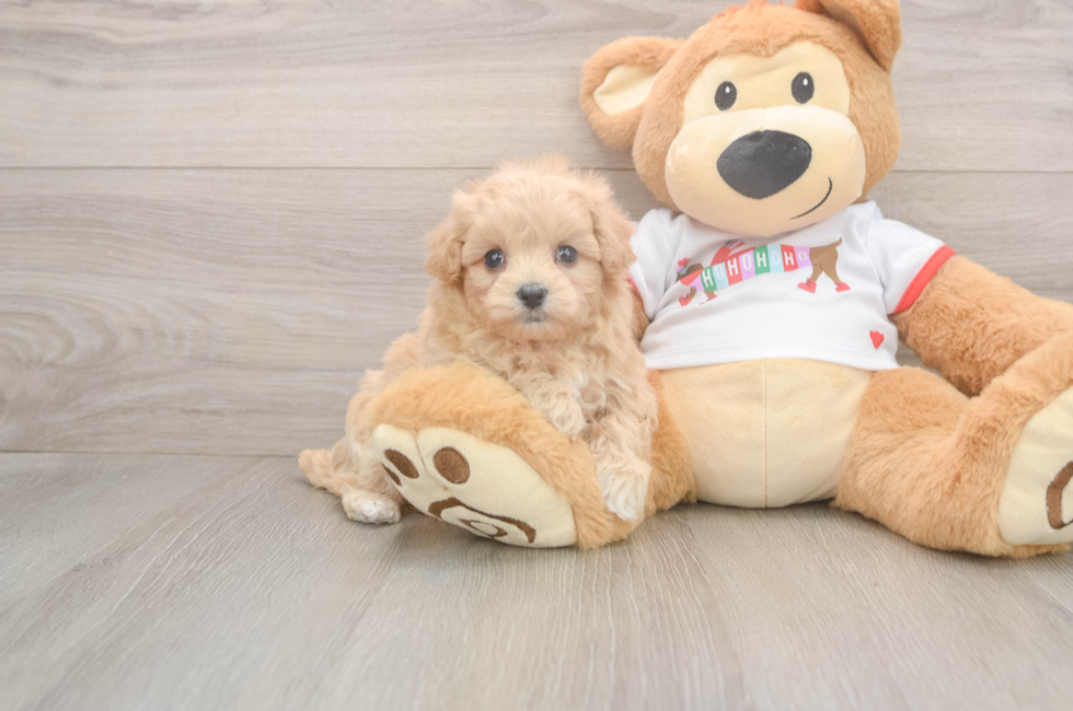 6 week old Maltipoo Puppy For Sale - Windy City Pups