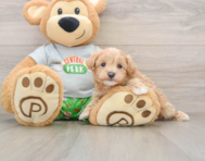 8 week old Maltipoo Puppy For Sale - Windy City Pups