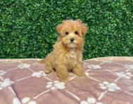 9 week old Maltipoo Puppy For Sale - Windy City Pups