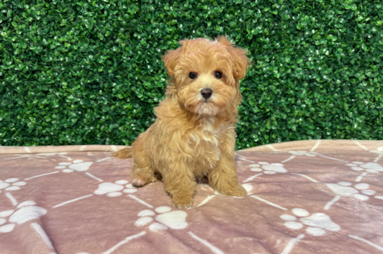 Maltipoo Pup Being Cute