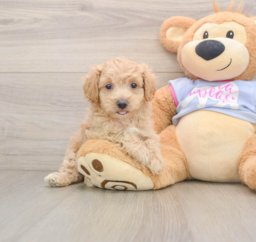 7 week old Maltipoo Puppy For Sale - Windy City Pups