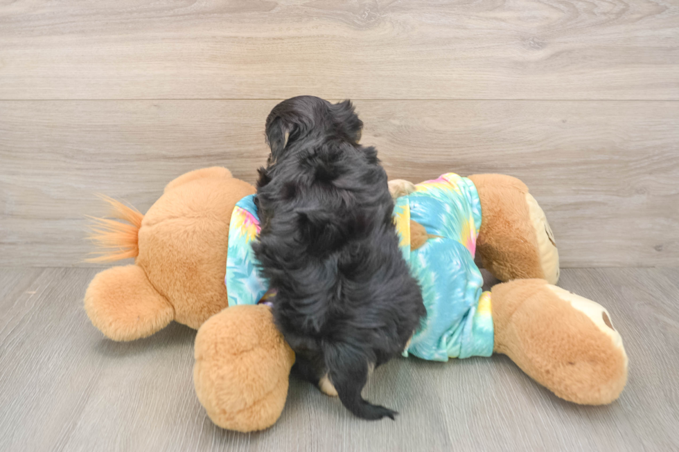 Petite Maltipoo Poodle Mix Pup