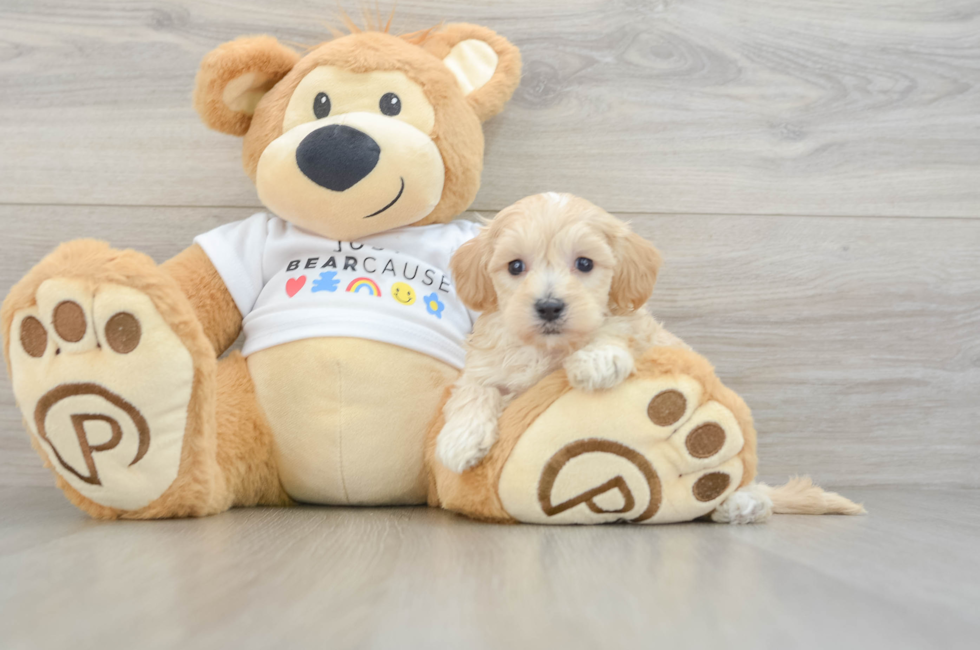 7 week old Maltipoo Puppy For Sale - Windy City Pups