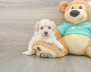8 week old Maltipoo Puppy For Sale - Windy City Pups