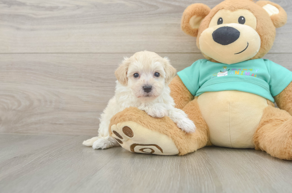 6 week old Maltipoo Puppy For Sale - Windy City Pups