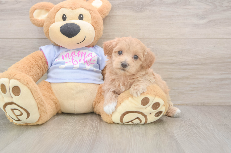 5 week old Maltipoo Puppy For Sale - Windy City Pups