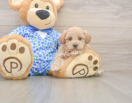 8 week old Maltipoo Puppy For Sale - Windy City Pups