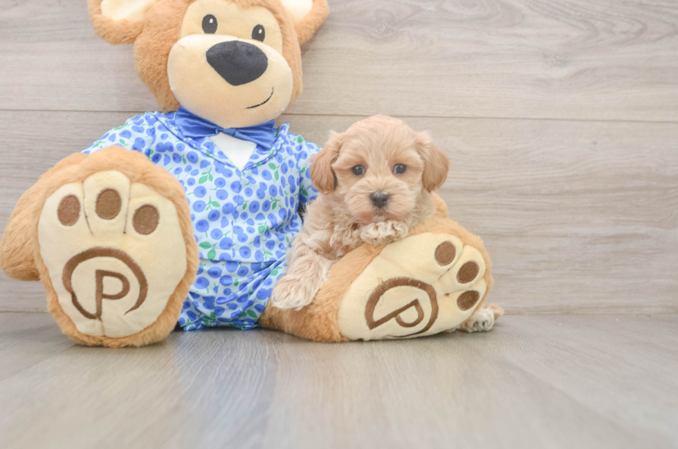 7 week old Maltipoo Puppy For Sale - Windy City Pups