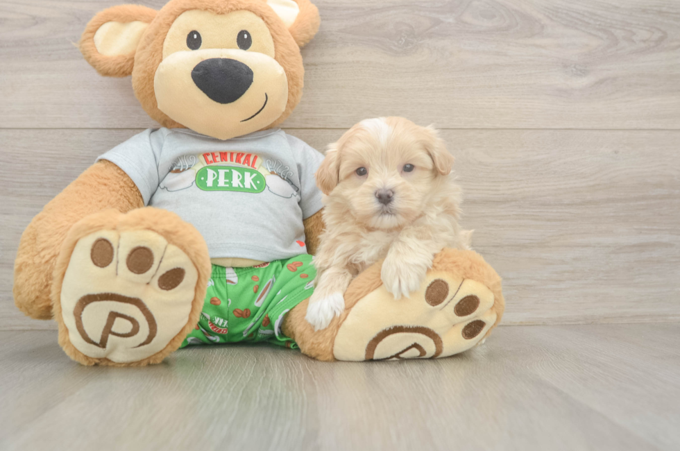 5 week old Maltipoo Puppy For Sale - Windy City Pups