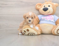 8 week old Maltipoo Puppy For Sale - Windy City Pups