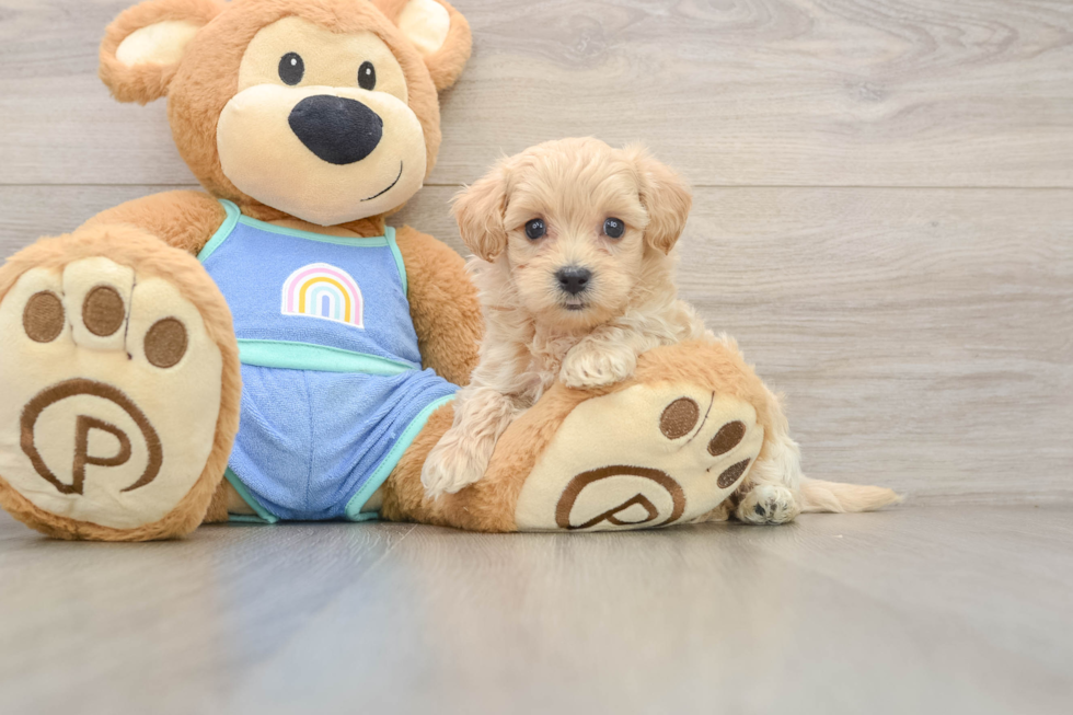 Maltipoo Pup Being Cute