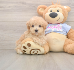 7 week old Maltipoo Puppy For Sale - Windy City Pups