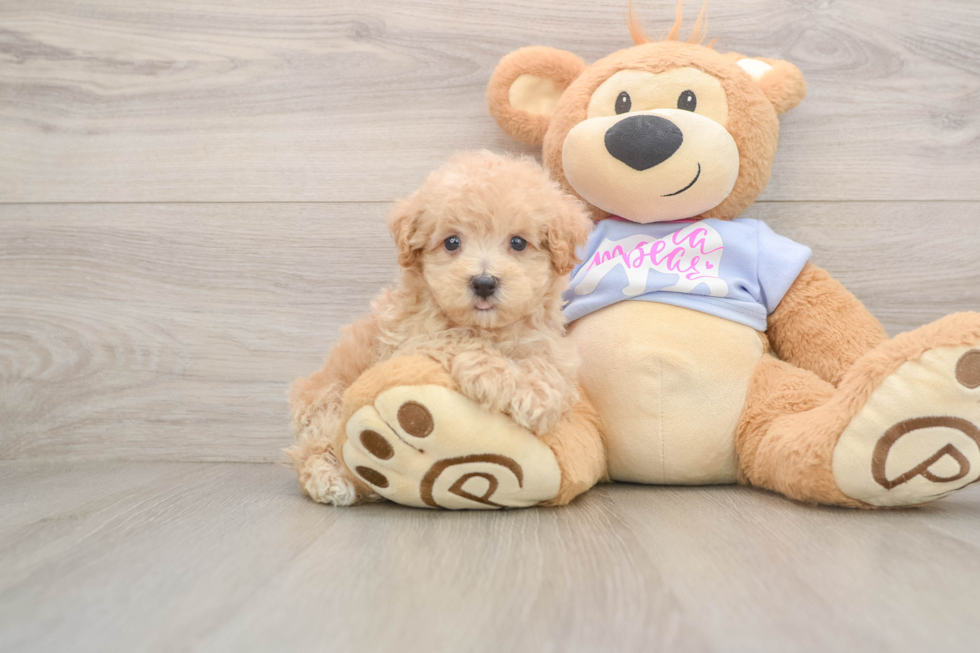 Friendly Maltipoo Baby