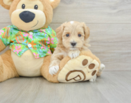 7 week old Maltipoo Puppy For Sale - Windy City Pups