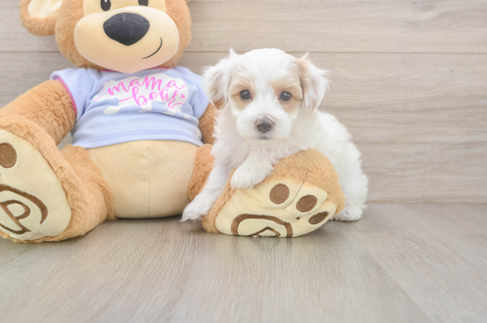 5 week old Maltipoo Puppy For Sale - Windy City Pups