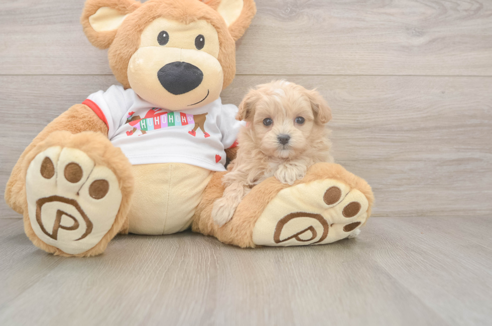 6 week old Maltipoo Puppy For Sale - Windy City Pups