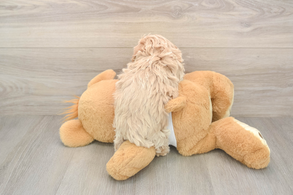 Energetic Malt Oodle Poodle Mix Puppy