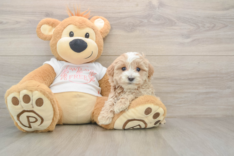 Funny Maltipoo Poodle Mix Pup