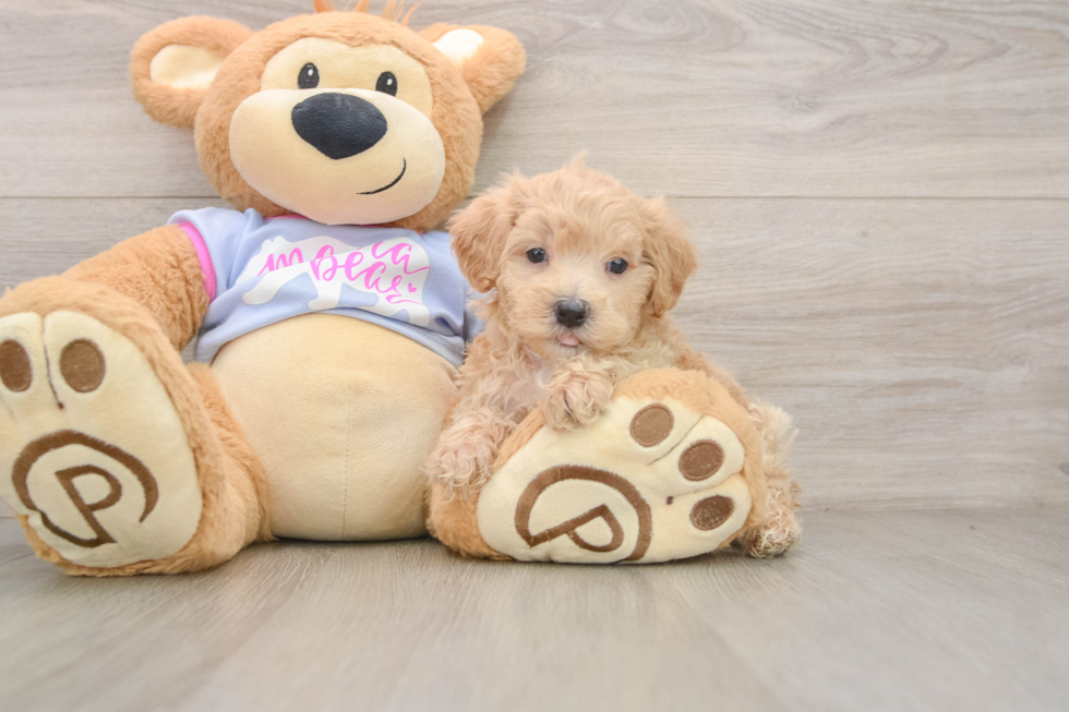 Maltipoo Pup Being Cute